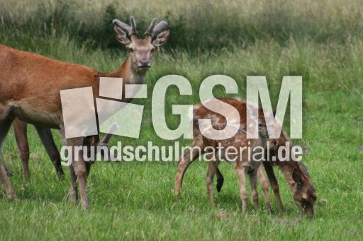 Rotwild - Rothirsch_1235.jpg